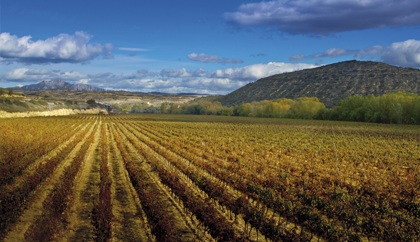 Viñedos en la zona de Laserna, cercanos al Ebro