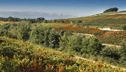 Viñas altas en el entorno de Lanciego
