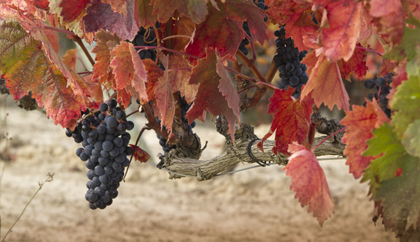 Racimos de uva Tempranill